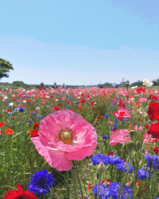 イシックス馬入のお花畑 – お墓づくりのコーディネーター | 株式会社